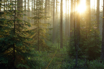 Gentle sunrise in the forest with morning fog and haze