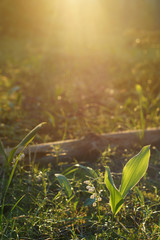 Glade in the forest with a flowering lily of the valley at sunrise