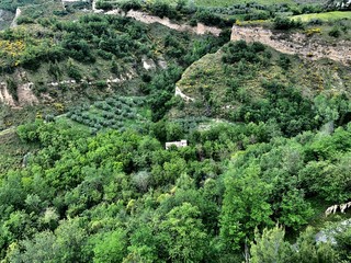 aerial view of rice plantation