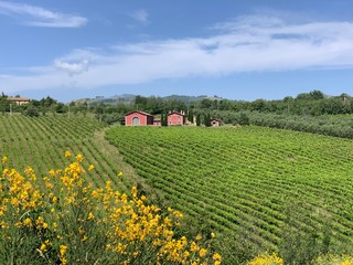 field of yellow flowers