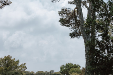 Mediterranean trees with a slightly cloudy sky view. Summer in the Mediterranean islands a vacation spot with excellent weather.