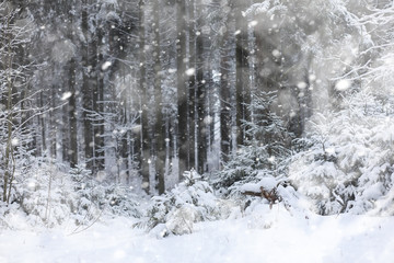 Winter landscape. Forest under the snow. Winter in the park.