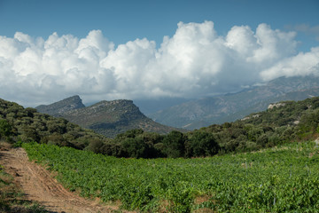 Vineyards in the north of Corsica