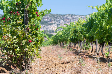 Fototapeta na wymiar Vineyards in the north of Corsica