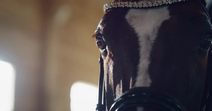 Cinematic slow motion extra close up  of young bay horse dressed in a professional apparel before practising exercises for competition of horse racing and dressage on a riding hall.