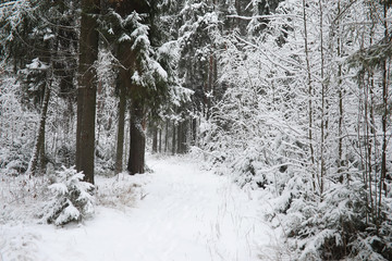 Winter landscape. Forest under the snow. Winter in the park.