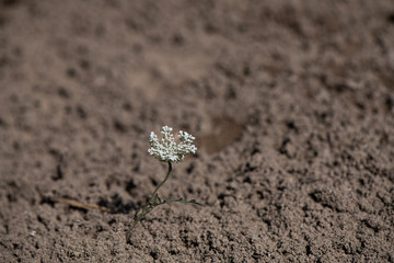 Daucus Carota, growing in the sand near the sea