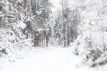 Winter landscape. Forest under the snow. Winter in the park.