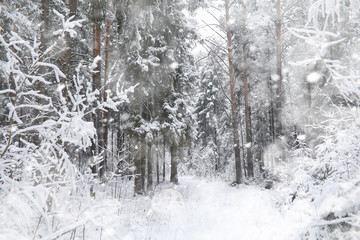 Winter landscape. Forest under the snow. Winter in the park.