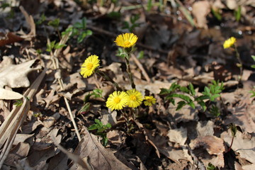 yellow flowers in forest