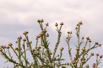 Prickly stalks of a thistle with buds against a cloudy sky