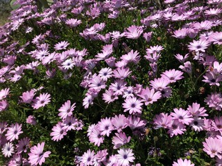 Obraz premium purple flowers in the garden
