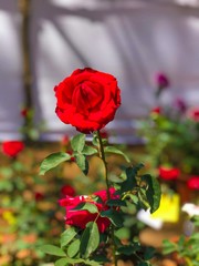 Beautiful red rose in garden