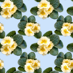 Seamless background, pattern with flowers of yellow Primula on a blue background