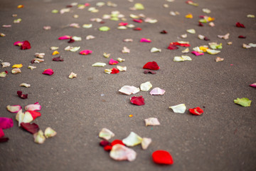 Rose petals scattered on the road. Flowers throw on the road at the wedding. Romantic background.