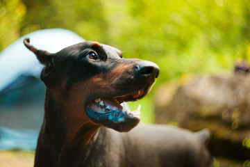 Beautiful dog breed Doberman on nature in sammer
