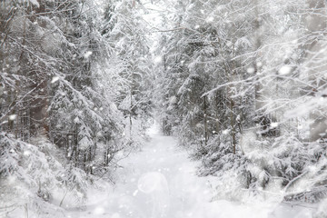 Fototapeta premium Winter landscape. Forest under the snow. Winter in the park.
