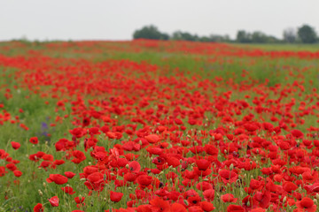 Gorgeous floral background strewn with red poppies