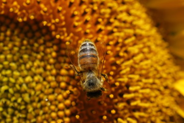 bee on sunflower
