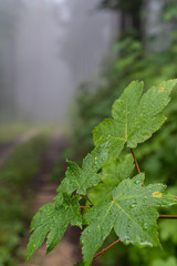 Nebel auf dem Rußberg 