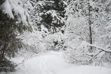 Winter landscape. Forest under the snow. Winter in the park.