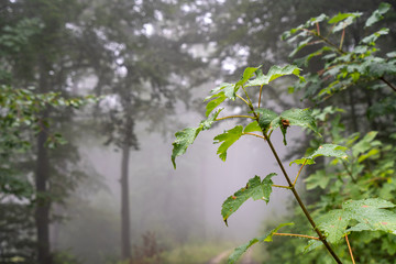 Nebel auf dem Rußberg 