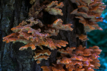 The chiken of the woods