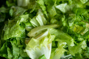 Lettuce (Lactuca sativa) close up
