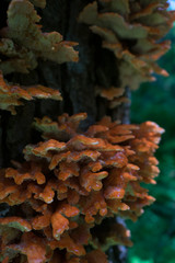The chiken of the woods