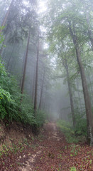 Obraz premium Nebel auf dem Rußberg 