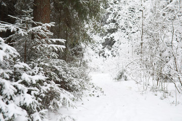Winter landscape. Forest under the snow. Winter in the park.