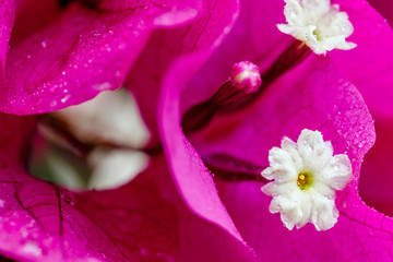 Obraz premium bougainvillea 