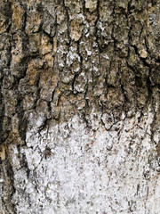 Mossy bark of an old oak tree, forming a beautiful pattern. White snow on bark tree in the forest.