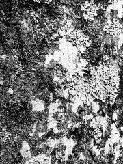 Mossy bark of an old oak tree, forming a beautiful pattern. White snow on bark tree in the forest.