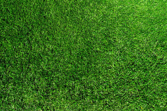 directly above shot of fresh green grass or lawn © Christian Horz