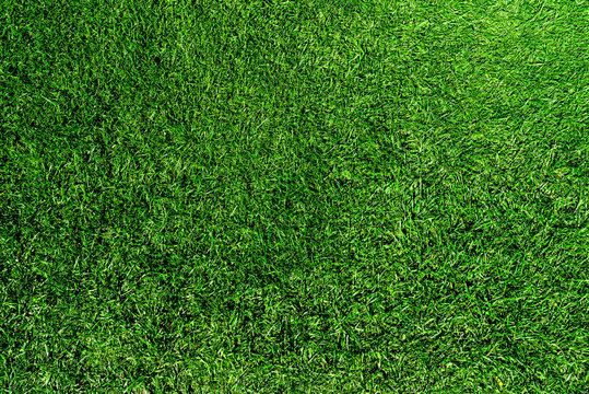 directly above shot of fresh green grass or lawn