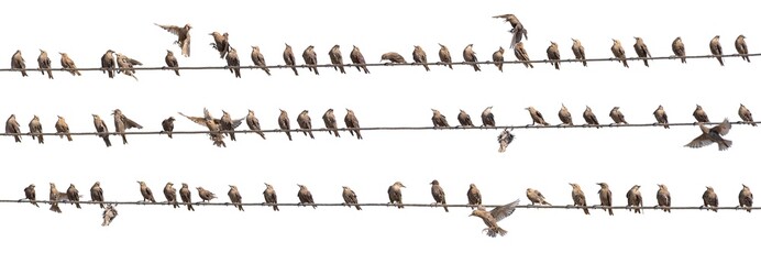 Flock of Common Starling, Sturnus vulgaris,on electricity wires. A lot of birds on white background