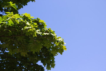 Green leaves of maple against the blue sky