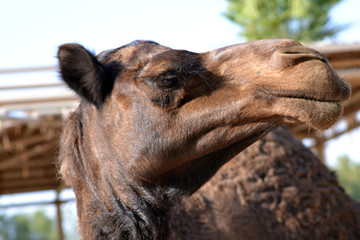 camel's close face
