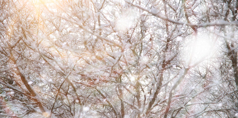 Winter Park. Landscape in snowy weather. January.