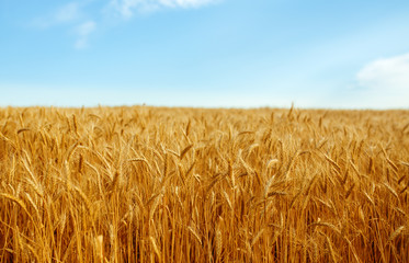 backdrop of ripening ears of yellow wheat field on the sunset cloudy orange sky background. Copy space of the setting sun rays on horizon in rural meadow Close up nature photo Idea of a rich harvest.