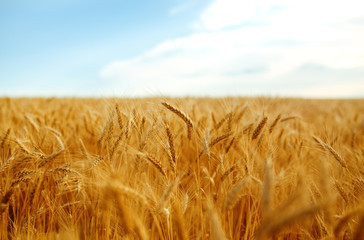backdrop of ripening ears of yellow wheat field on the sunset cloudy orange sky background. Copy space of the setting sun rays on horizon in rural meadow Close up nature photo Idea of a rich harvest.