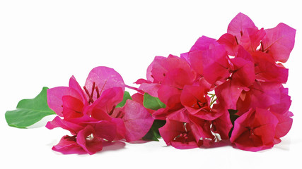  Bougainvillea flower, Red flowers isolated on white background