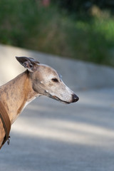 greyhound in city park
