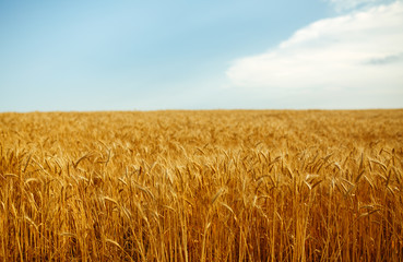 backdrop of ripening ears of yellow wheat field on the sunset cloudy orange sky background. Copy space of the setting sun rays on horizon in rural meadow Close up nature photo Idea of a rich harvest.