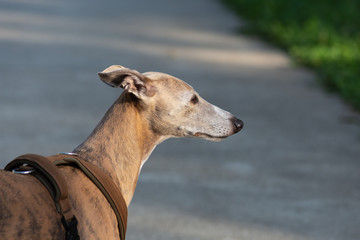 greyhound in city park