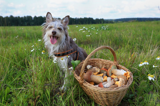 Happy dog sits on the grass in the summer field next to the basket with mushrooms
