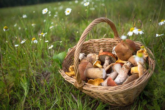 Basket of mushrooms on the grass in the summer field
