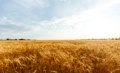 backdrop of ripening ears of yellow wheat field on the sunset cloudy orange sky background. Copy...