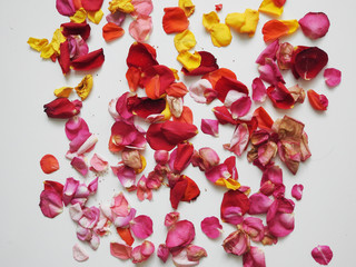 Multicolor rose petals on the white background